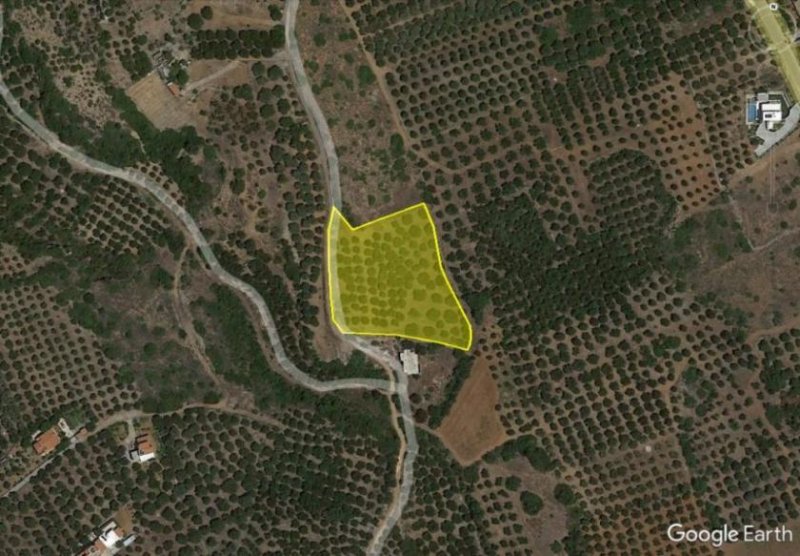 Sisi Kreta, Sisi: Baugrundstück mit Olivenhain zu verkaufen Grundstück kaufen